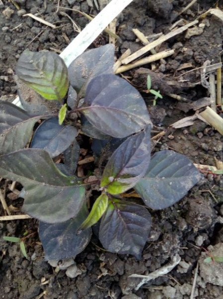 SEMINTE ARDEI IUTE - AI 93 PINK TIGER X REAPER PEACH (PHENO) - NEIZOLAT - Img 2