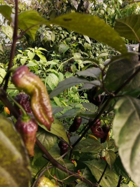SEMINTE ARDEI IUTE - AI 99 SAY S X BHUT PHENO 2 CHOCO - NEIZOLAT - Img 5