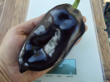 SEMINTE ARDEI NEGRU - A 32 TSYGANSKIJ BARON PAPRIKA