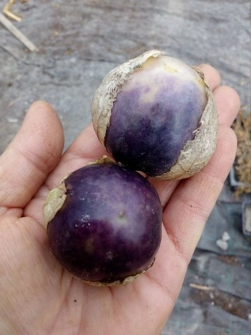 SEMINTE - D. 77 TOMATILLO VIOLET - PURPLE DE MILPA - Img 7