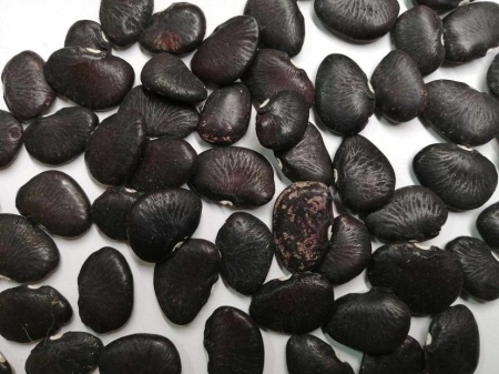 SEMINTE FASOLE LIMA - D 229 BLACK STAR