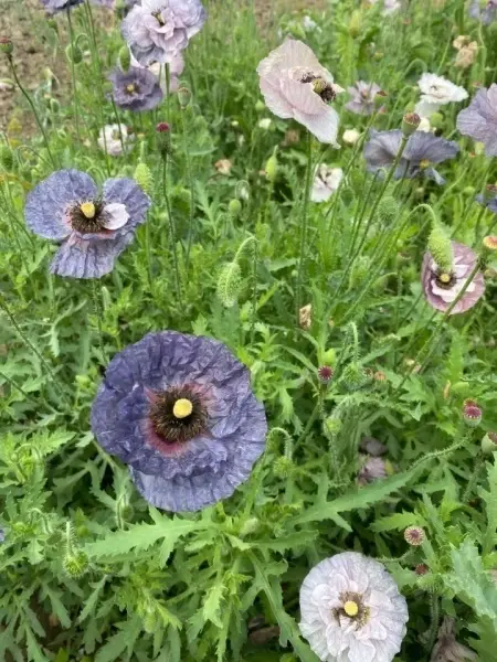 SEMINTE MAC - PAPAVER AMAZING GREY - D 138 - Img 2