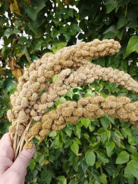 SEMINTE MEI - D 199 Panicum miliaceum