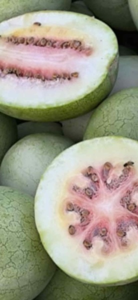 SEMINTE PEPENE VERDE DE IARNA - WATERMELON BOTSWANA FOR WINTER - D 234 - Img 4
