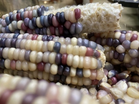 SEMINTE PORUMB POPCORN - GLASS GEM - P 11 - Img 2