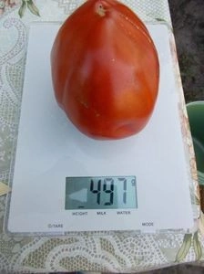 SEMINTE ROSII INIMA DE BOU - T. 36 BOSNISCHE FLEISCHTOMATE - Img 7