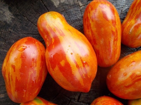 SEMINTE ROSII - T 1079 TIGER PEAR