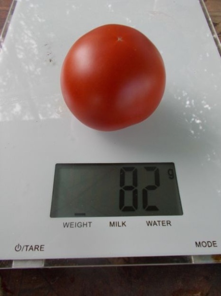 SEMINTE ROSII - T 1102 DELIGHTFUL TOMATO - Img 2