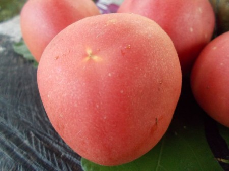 SEMINTE ROSII - T 455 PECHE ROSE