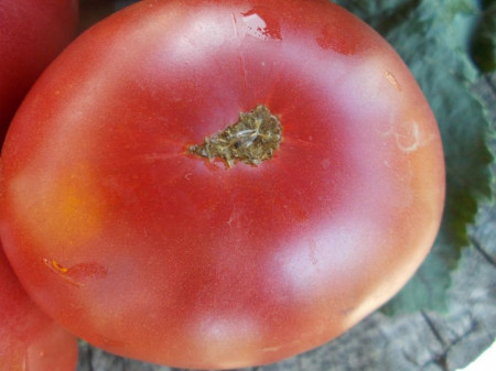 SEMINTE ROSII - T 588 GIANT TOMATO TREE