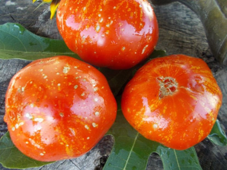 SEMINTE ROSII - T 692 MARMANDE DE MONTPELLIER