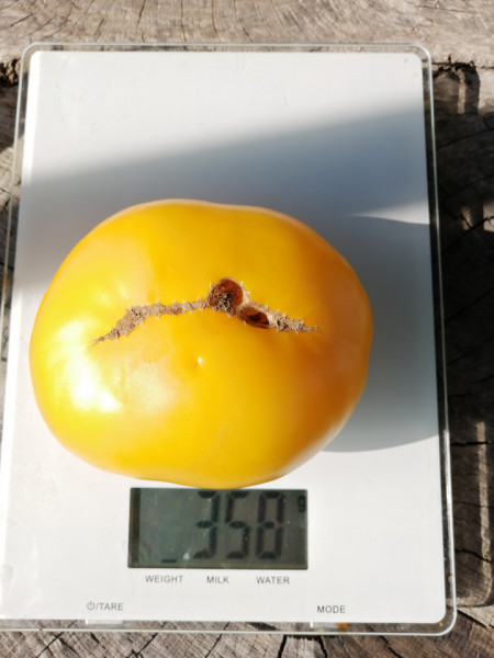 SEMINTE ROSII - T 805 JAKKASS YELLOW DWARF - Img 4
