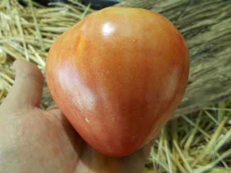 SEMINTE ROSII - T 932 SIBERIAN PINK HONEY