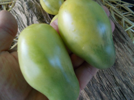 SEMINTE ROSII - T 990 EMERALD PEAR - Img 5