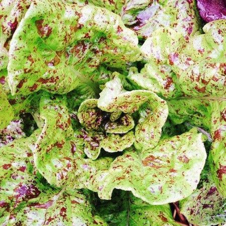SEMINTE SALATA - D 176 STRAWBERRY CABBAGE LETTUCE