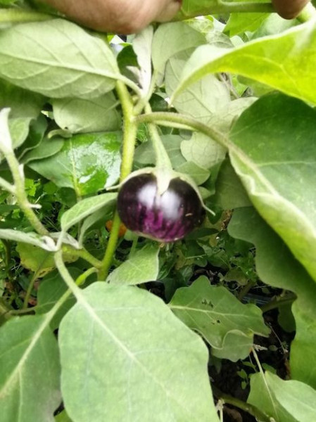 SEMINTE VINETE - V 13 SMALL PURPLE EGGPLANT