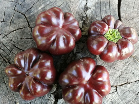 SEMINTE ARDEI - A 83 TOMATEN PAPRIKA CHOCOLATE - Img 2