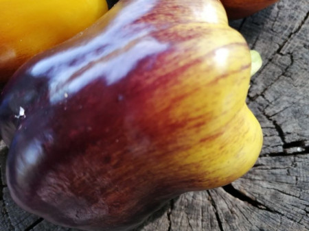 SEMINTE ARDEI - A 86 PURPLE SMUDGE GOLD - Img 3