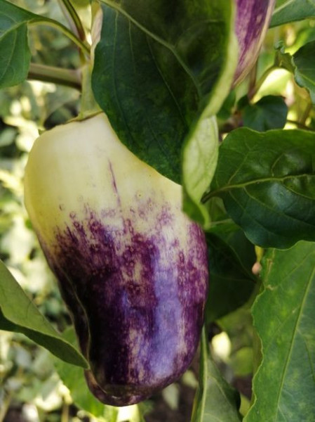 SEMINTE ARDEI - A 86 PURPLE SMUDGE GOLD - Img 6