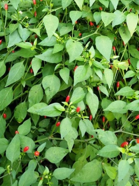 SEMINTE ARDEI IUTE - AI 137 NANO CHILLI