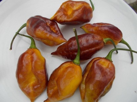 SEMINTE ARDEI IUTE - AI 44 PIMENTA MORANGA X TRINIDAD SCORPION - NEIZOLAT - Img 5