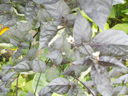 SEMINTE ARDEI IUTE - AI 93 PINK TIGER X REAPER PEACH (PHENO) - NEIZOLAT - Img 3