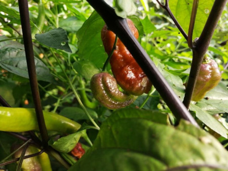 SEMINTE ARDEI IUTE - AI 99 SAY S X BHUT PHENO 2 CHOCO - NEIZOLAT - Img 6
