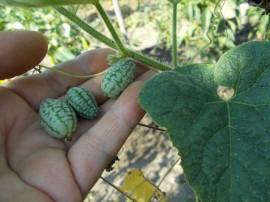 SEMINTE CASTRAVETI - D. 09 MELOTHRIA SCABRA - CUCAMELON