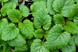 SEMINTE - D.45 ROINITA - MELISSA OFFICINALIS