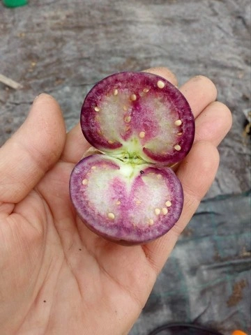 SEMINTE - D. 77 TOMATILLO VIOLET - PURPLE DE MILPA - Img 8