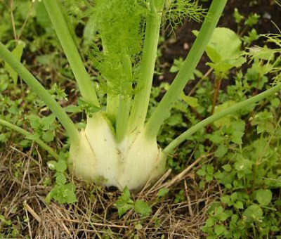 SEMINTE FENICUL ( Foeniculum vulgare) - D 174