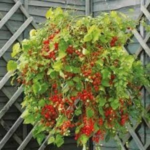 SEMINTE ROSII CURGATOARE - T 387 - 100 and 1000
