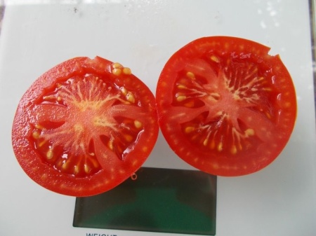 SEMINTE ROSII - T 1102 DELIGHTFUL TOMATO - Img 3