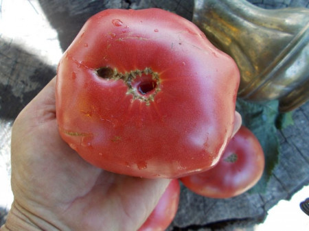 SEMINTE ROSII - T 588 GIANT TOMATO TREE - Img 3