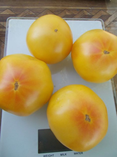 SEMINTE ROSII - T 962 GOLDEN QUEEN USDA STRAIN - Img 6