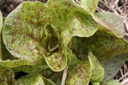 SEMINTE SALATA - D 176 STRAWBERRY CABBAGE LETTUCE - Img 2