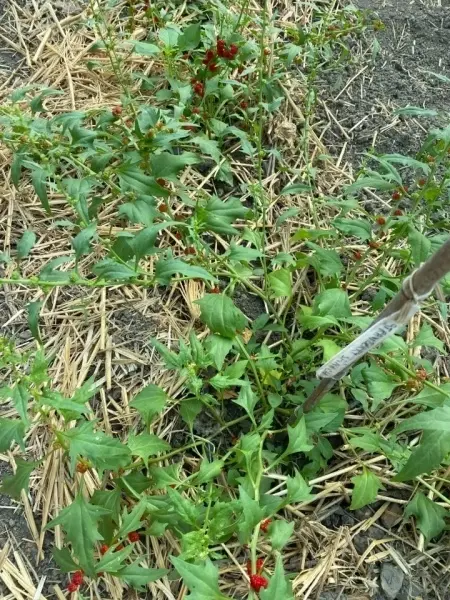 SEMINTE SPANAC STRAWBERRY - CHENOPODIUM FOLIOSUM - BLITUM VIRGATUM - D 16 - Img 2