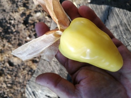SEMINTE TOMATILLO - D 217 QUEEN OF MALINALCO - Img 5