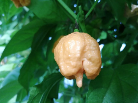 SEMINTE ARDEI IUTE - AI 132 CAROLINA REAPER PEACH neizolat - Img 2