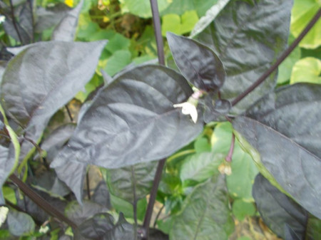 SEMINTE ARDEI IUTE - AI 93 PINK TIGER X REAPER PEACH (PHENO) - NEIZOLAT - Img 4