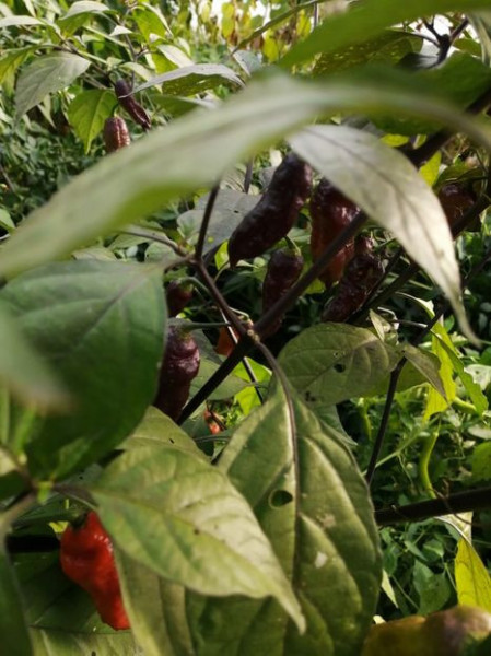 SEMINTE ARDEI IUTE - AI 99 SAY S X BHUT PHENO 2 CHOCO - NEIZOLAT - Img 7