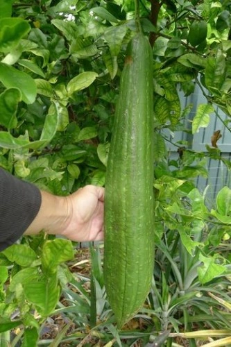 SEMINTE - D. 89 LUFFA - LUFFA CYLINDRICA - Img 3