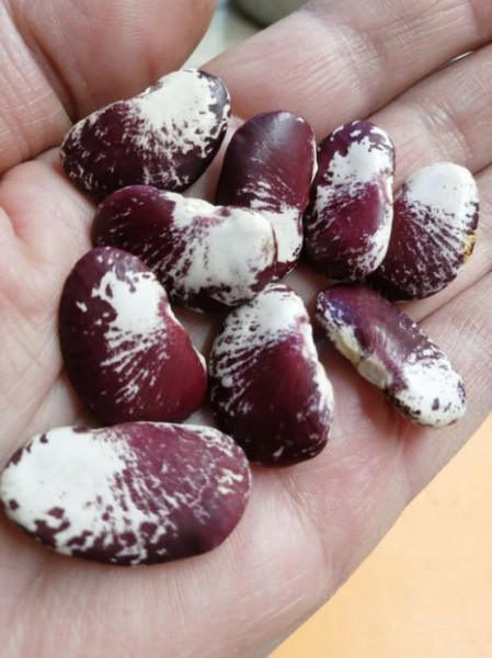 SEMINTE FASOLE LIMA - D 211 DEEP MAROON AND WHITE