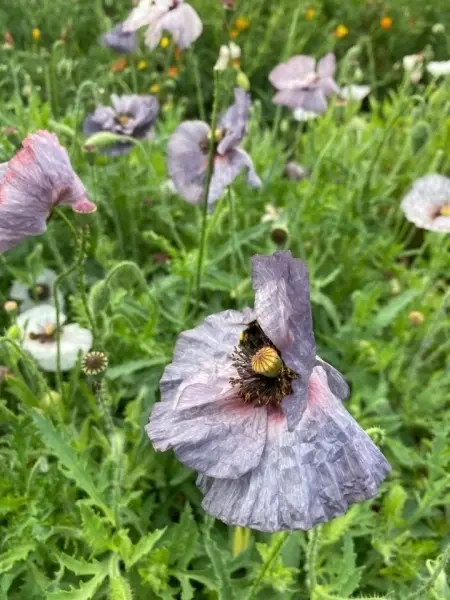 SEMINTE MAC - PAPAVER AMAZING GREY - D 138 - Img 6