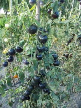 SEMINTE ROSII NEGRE INDIGO - T.17 AZUL DE ARIZONA - Img 5