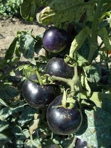 SEMINTE ROSII NEGRE - T. 151 INDIGO ROSE - Img 7