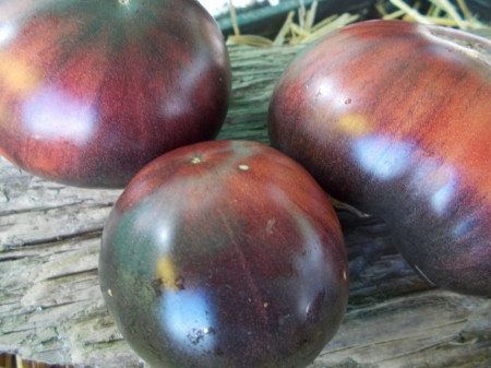 SEMINTE ROSII NEGRE - T 934 DIRTY CURTY