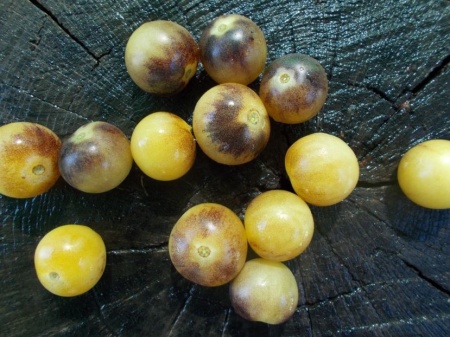 SEMINTE ROSII - T 1098 AMETIST CREAM CHERRY