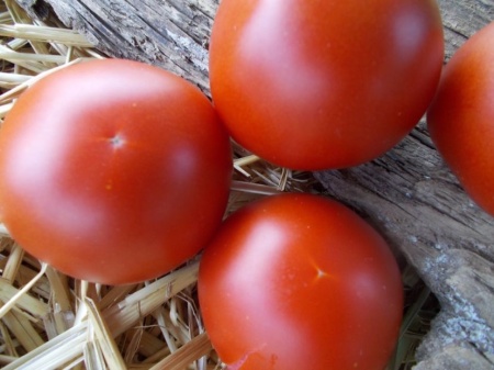 SEMINTE ROSII - T 1102 DELIGHTFUL TOMATO