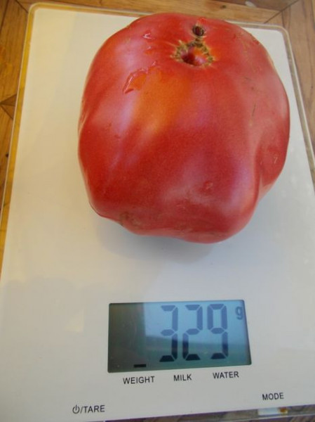 SEMINTE ROSII - T 588 GIANT TOMATO TREE - Img 4
